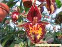 Ctsm. Frilly Doris x Karen Armstrong